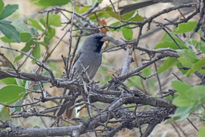 Black-chinned Sparrow, Male