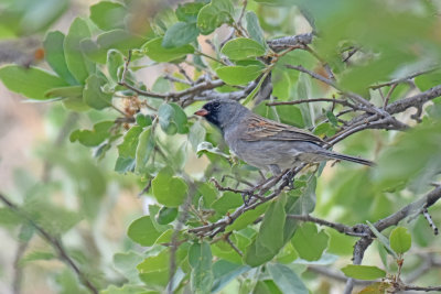 Black-chinned Sparrow, Male