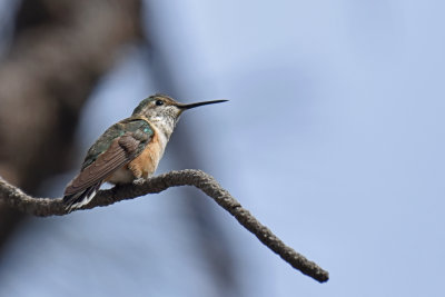 Broad-tailed Hummingbird, Female
