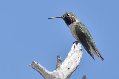 Broad-tailed Hummingbird, Male