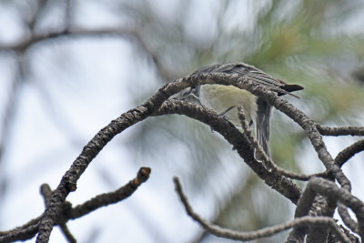 Cassin's\Plumbeous Vireo