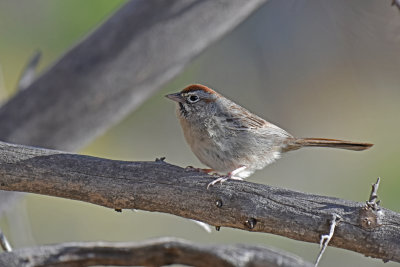 Rufous-crowned Sparrow