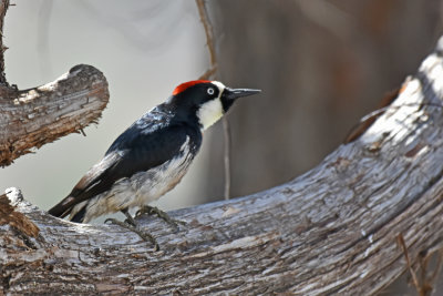 Acorn Woodpecker