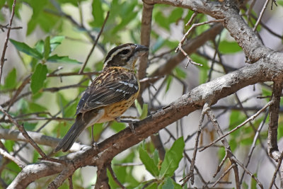 Black-headed Grosbeak, Female