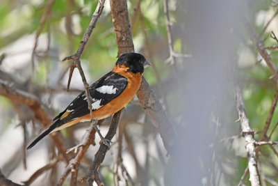 Black-headed Grosbeak, Male