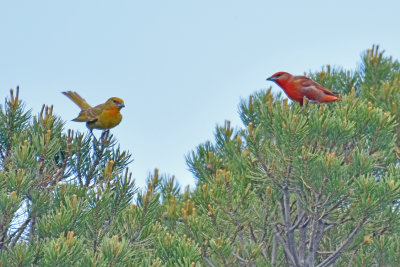 Hepatic Tanagers, Female and Male