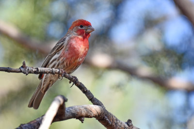 House Finch, Male