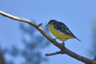 Lesser Goldfinch, Male