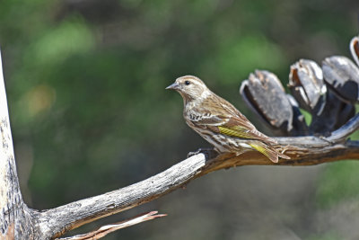 Pine Siskin