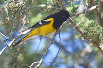 Scott's Oriole, Male