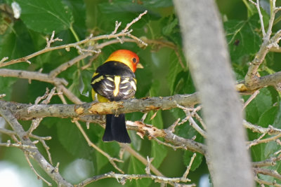 Western Tanager, Male