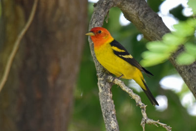 Western Tanager, Male