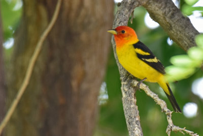 Western Tanager, Male