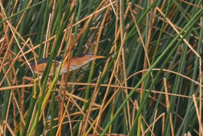 Least Bittern, Male