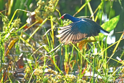 Purple Gallinule