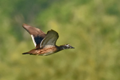 Wood Duck, Hen