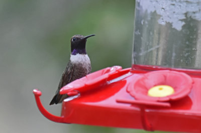 Black-chinned Hummingbird, Male
