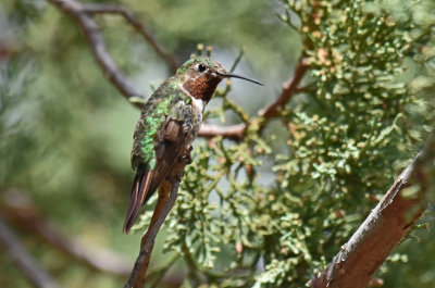 Broad-tailed Hummingbird, Male