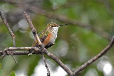Rufous Hummingbird, Immature Female