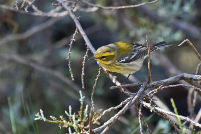 Townsend's Warbler, 1st Winter Female