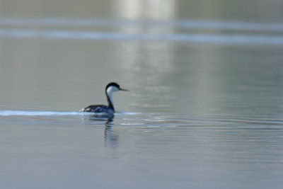 Western Grebe, Alternate Plumage