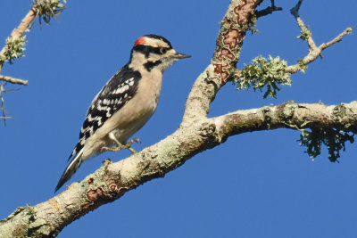 Eastern Downy Woodpecker, Male