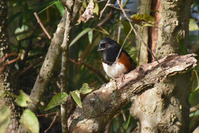 Spotted x Eastern Towhee Hybrid