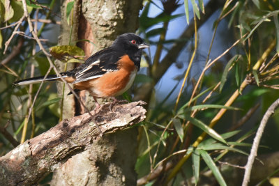 Spotted x Eastern Towhee Hybrid