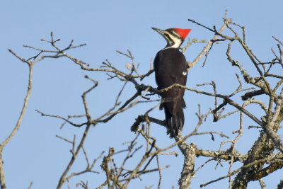 Pileated Woodpecker