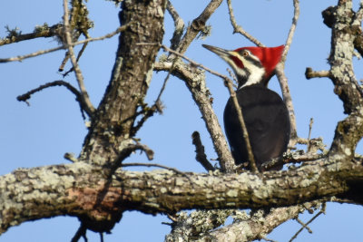 Pileated Woodpecker