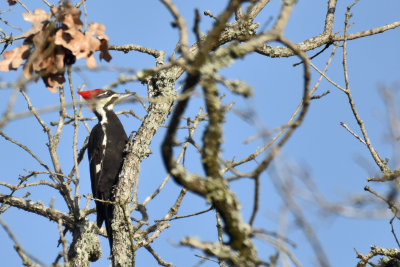 Pileated Woodpecker