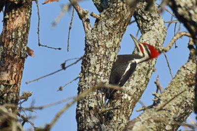 Pileated Woodpecker