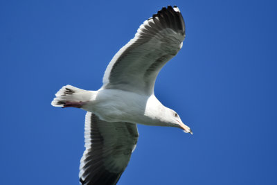Western Gull 3rd Cycle