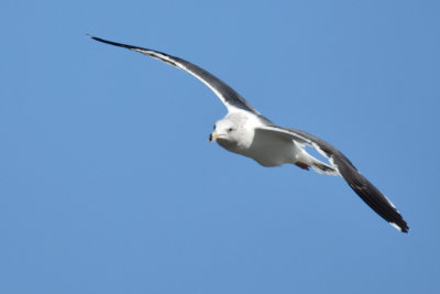 Western Gull 3rd Cycle