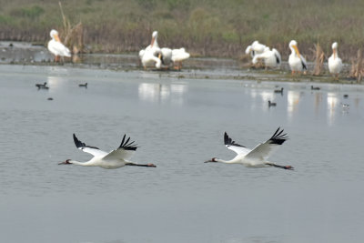 Whooping Cranes