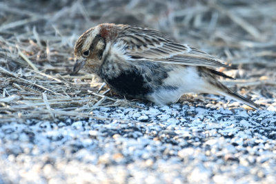 Chestnut-collared Longspur, Male