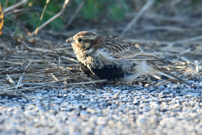 Chestnut-collared Longspur, Male