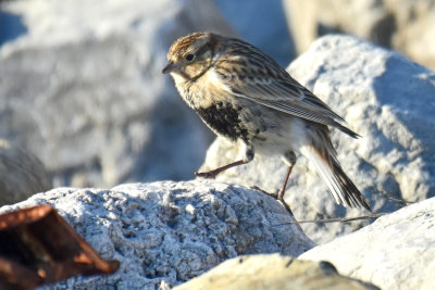 Chestnut-collared Longspur, Male