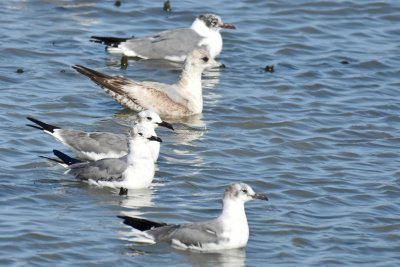 Mew Gull, 1st Cycle with Laughing Gulls