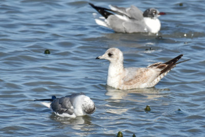 Mew Gull, 1st Cycle with Laughing Gulls