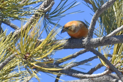 Red Crossbill