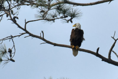 Bald Eagle