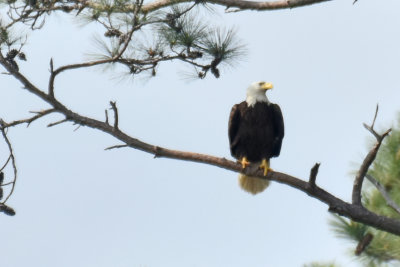 Bald Eagle