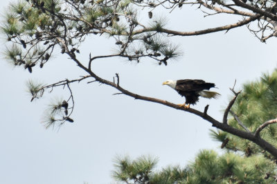 Bald Eagle