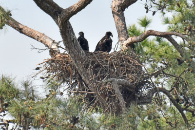 Eaglets