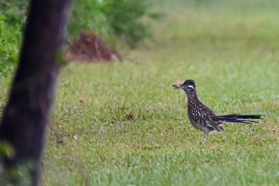 Greater Roadrunner