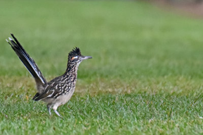 Greater Roadrunner