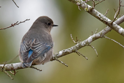 Mountain Bluebird, Female