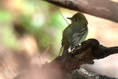 Pacific-slope Flycatcher