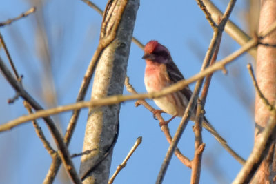 Purple Finch, Male
